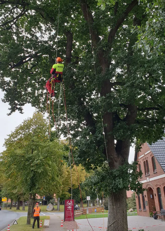 Mann seilt sich bei Baumfällarbeiten in Cuxhaven ab