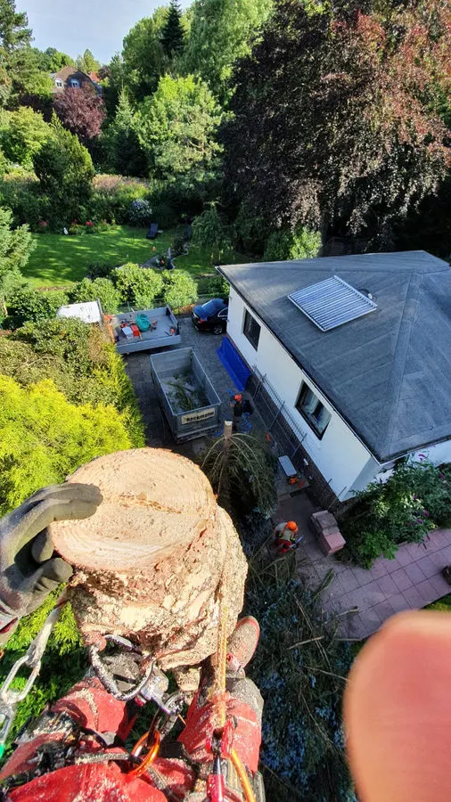 Baumfällarbeiten nahe Wohnhaus