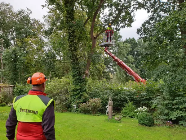 Bäume auf einer Allee werden gepflegt