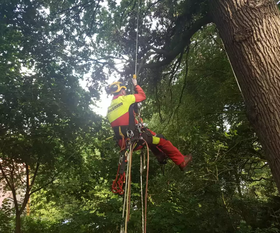 Mann seilt sich bei Baumpflegearbeiten ab