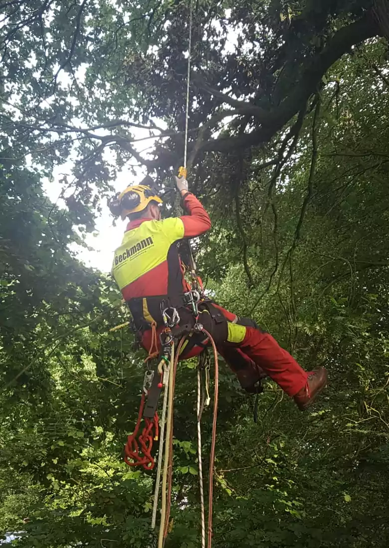 Ein Mitarbeiter von Beckmann Baumdienst Geestland beim Anwenden von Seilklettertechniken