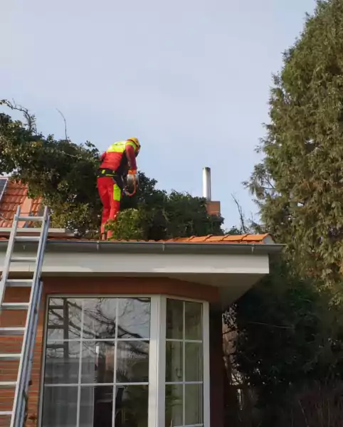 Mitarbeiter bei einer Problemfällung in Geestland