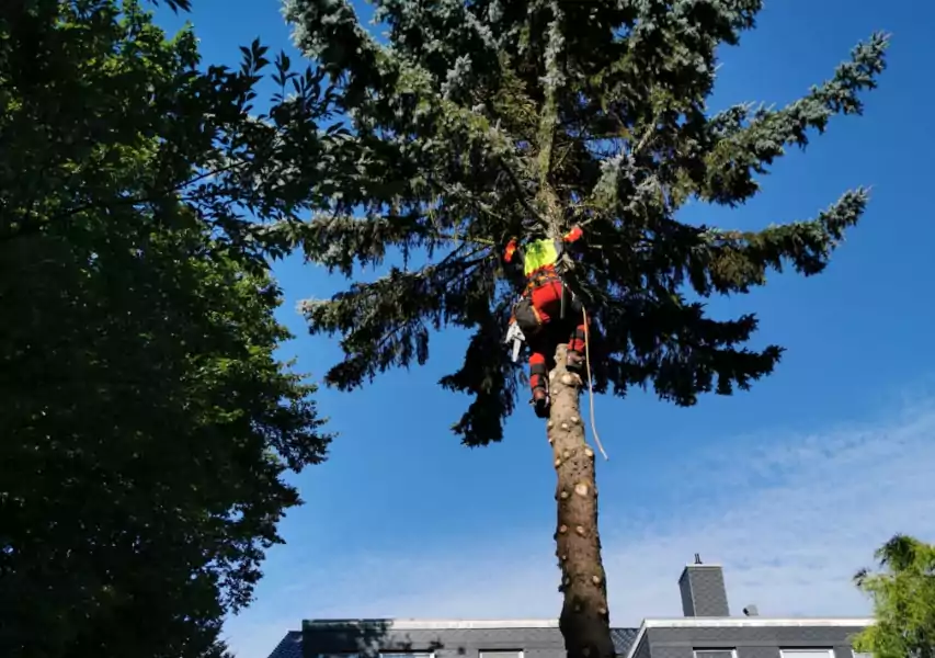 Mann am Baum bei Baufällarbeiten
