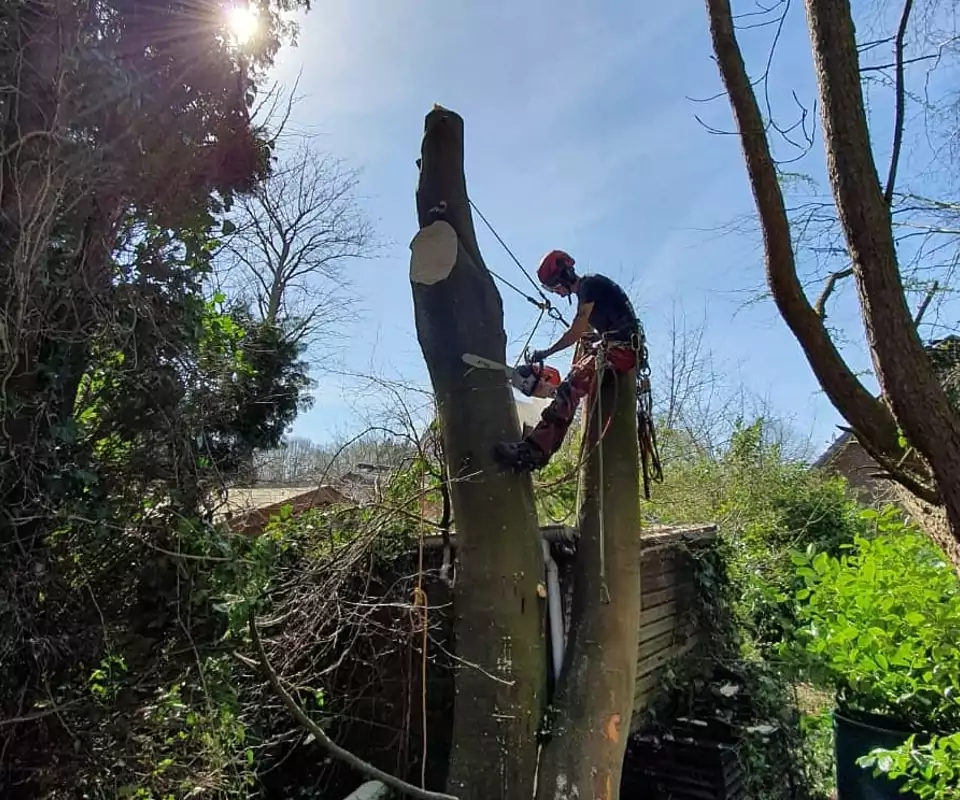 Problemfällung eines Baumes aus Platzmangel